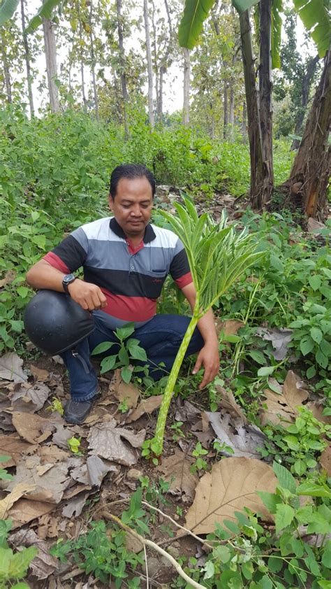 Nutrisi baik yang ada di dalamnya membuat tanaman porang memiliki beragam manfaat untuk beragam manfaat. Prihatin Lahan Tandus, Agoeng Nganjuk Sukseskan Petani ...