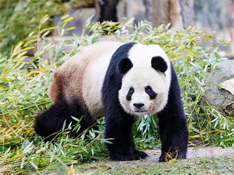 Giant Panda Zoo Aquarium Madrid