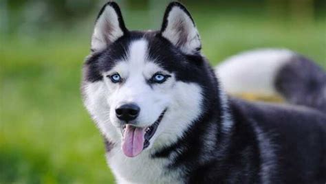 When Do Husky Puppies Start Shedding Shedding Secrets