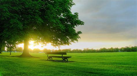 bench in the middle of green grass field tree sunrays background hd nature wallpapers hd