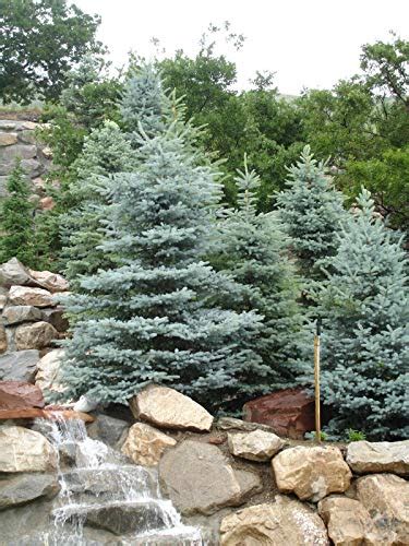 Top 6 Blue Spruce Seeds Tree Plants And Seeds Lowerover