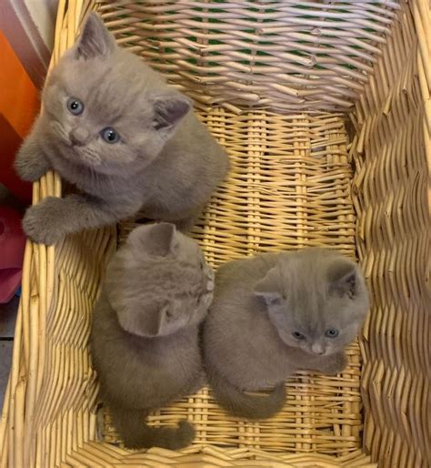 Registered Lilac British Shorthair Kittens For Sale Adoption From