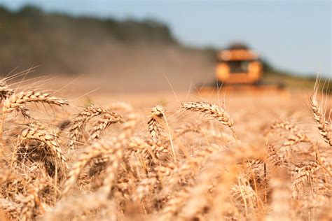 Drought Hail Hurt Wheat Yields In Kansas 2018 07 17 Food Business News