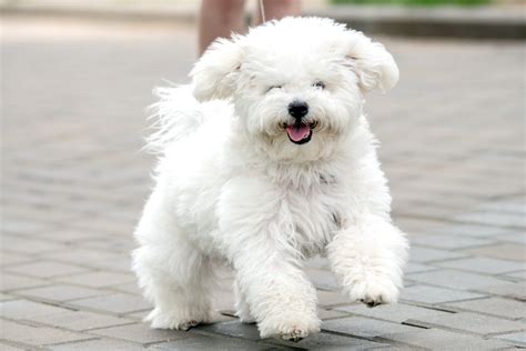 Bichon Frise Dog Breed Information And Characteristics Daily Paws