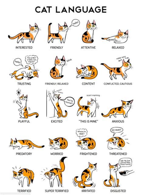 Cat Body Language Chart Reveals Your Cat S Moods And Emotions