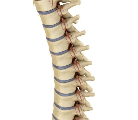 Human Spine With Spinal Cord And Body 3d Model Cgtrader