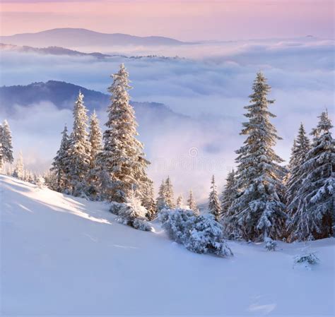Colorful Winter Morning In The Carpathian Mountains Stock Image