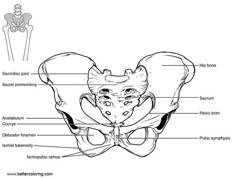 Anatomy Coloring Pages Line Art - Free Printable Coloring Pages