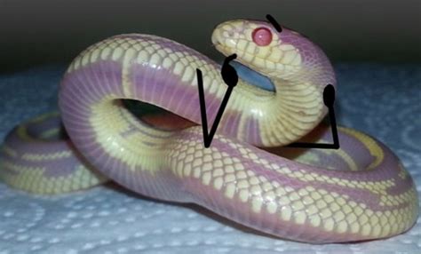 By the roman poet virgil (latet anguis in herba). 30 Hilarious Snakes With Drawn On Arms & Hands You Have to See