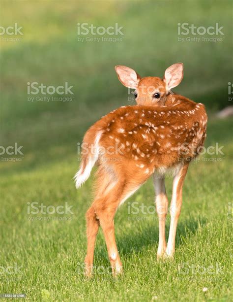 Whitetailed Deer Fawn Stock Photo Download Image Now Agricultural