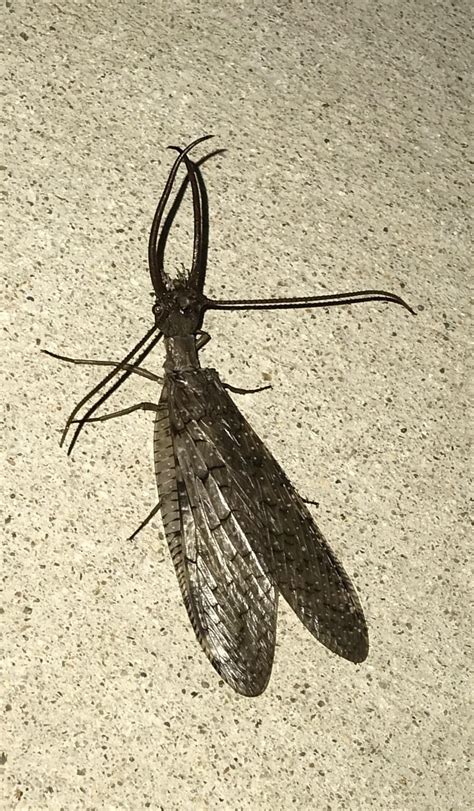 Male Dobsonfly Rentomology