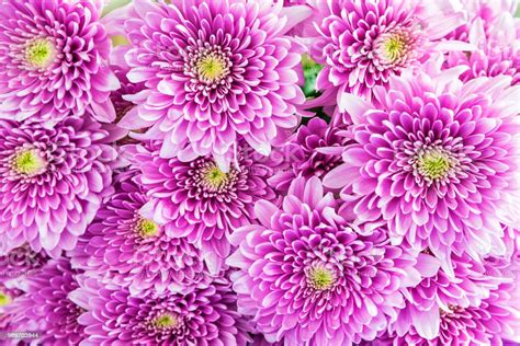 Purple Chrysanthemum Flowers Background Stock Photo Download Image