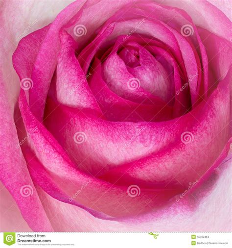 Pink Rose Closeup Stock Photo Image Of Flora Format