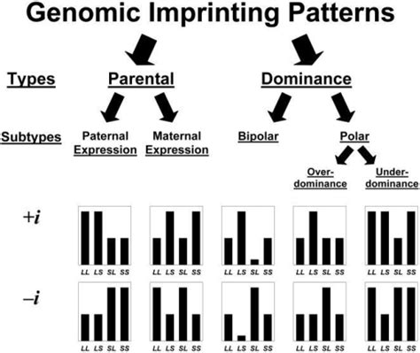 All Possible Phenotypic Patterns Of Genomic Imprinting Open I