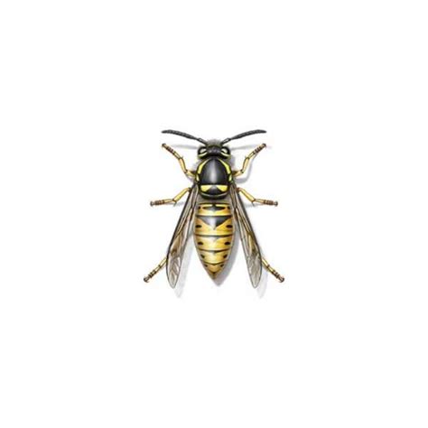 Below is a list of pest control services located in new mexico, usa, serving cities such as williamsburg, lovington, gamerco, and more. Yellow Jacket Hornets Identification | Information ...