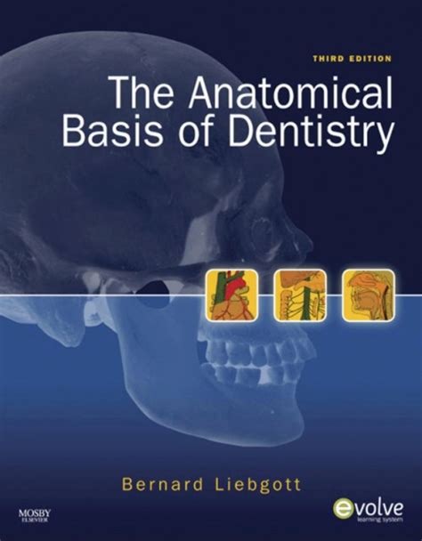 The Anatomical Basis Of Dentistry Ebook En Laleo