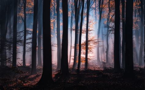 Nature Sunrise Forest Mist Landscape Atmosphere Sunlight Leaves