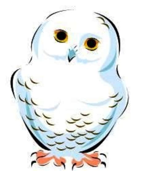 Snowy Owl Drawing Free Download On Clipartmag