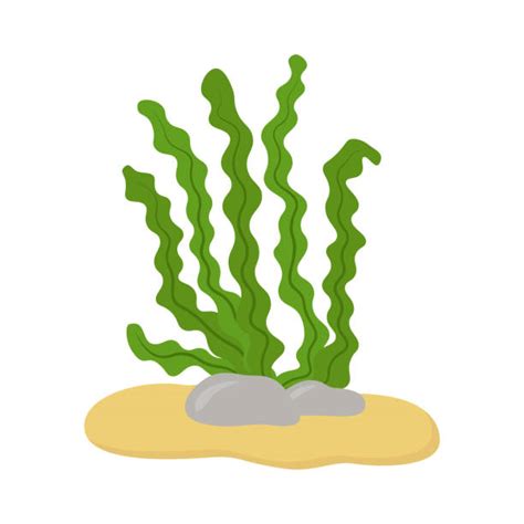 Cartoon Of Sea Kelp Illustrations Royalty Free Vector Graphics And Clip