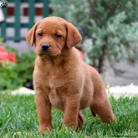 Teresa - Fox Red Labrador Retriever Puppy For Sale in Pennsylvania