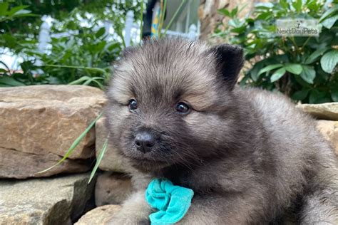 Princess Keeshond Puppy For Sale Near Knoxville Tennessee