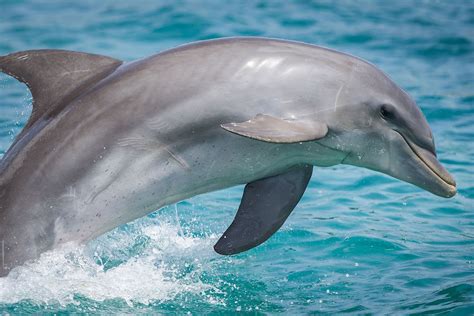 Are Dolphins Mammals Worldatlas