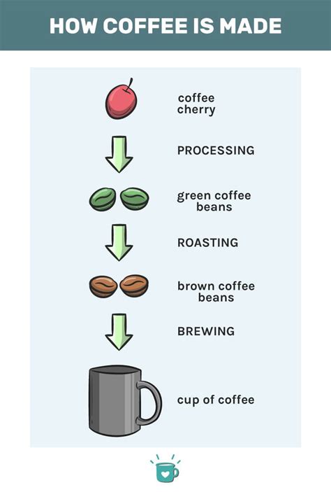 How Is Coffee Made From Seed To Cup