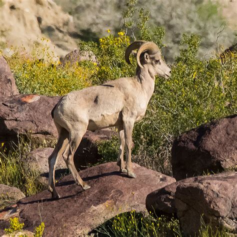 In Search Of Desert Bighorn Sheep Bca News Fall 2019