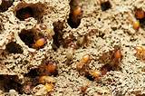 Termite Infestation Control