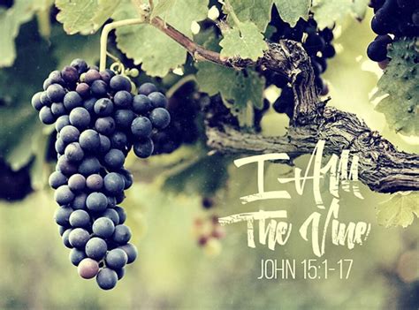 I Am The True Vine And You Are The Branches Insight Of The King