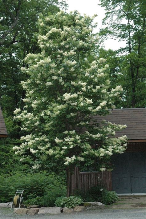 Syringa Reticulata ‘ivory Silk Japanese Lilac Tree Zone 3 20 25 High 15 20 Wide Japanese