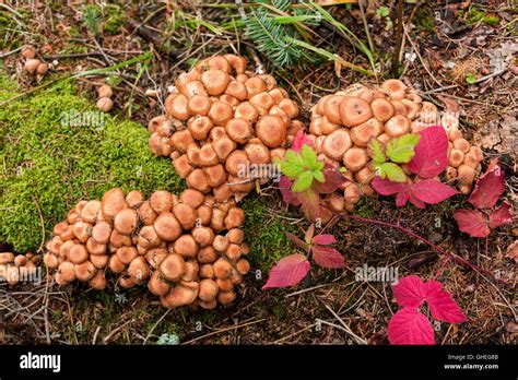 Garden Tree With Honey Fungus Hi Res Stock Photography And Images Alamy