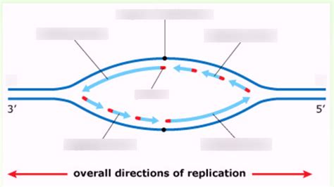 Dna Replication Bubble Diagram