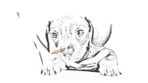 Auto Draw 2: Dachshund Puppy - YouTube