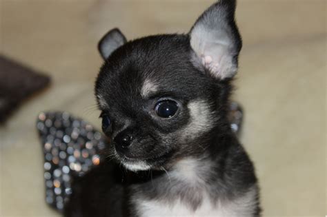 Kc Stunning Ultra Tiny Black Chihuahua Ready Now Skegness