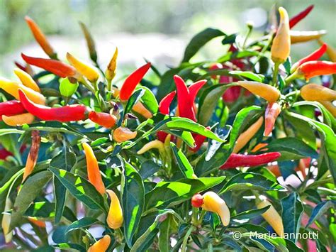 Bhut jolokia stuffed hot peppers vegetables ghost peppers vegetable recipes veggies. Choosing and Growing Hot Chili Peppers