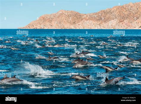 Common Dolphin Delphinus Delphis Gulf Of California Mexico Stock