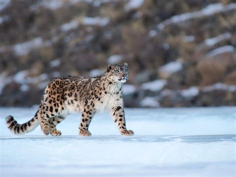 Snow Leopard Species Wwf