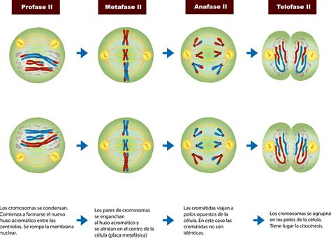 Ciclo De Meiosis Imagen