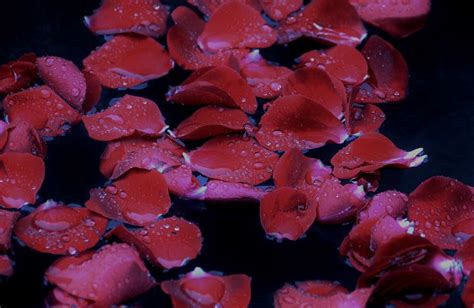 Rain And Tears Flower Aesthetic Red Rose Petals Water Aesthetic