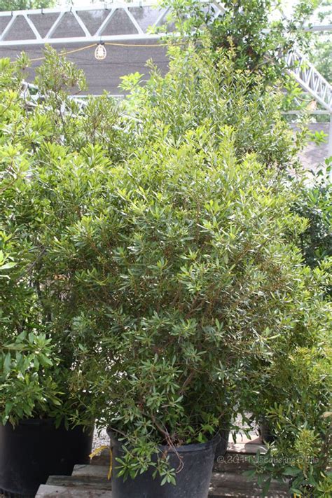 Trees for houston is partnering with verizon, bellagreen, and the arbor day foundation to give away 1,000 native trees to houston residents. Southern wax myrtle | Dream Backyard | Native plants ...