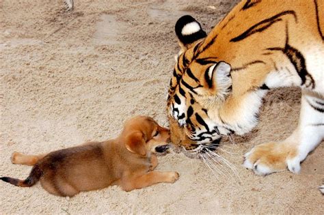 Puppy With A Tiger Puppies Funny Animals Unusual Animal Friends