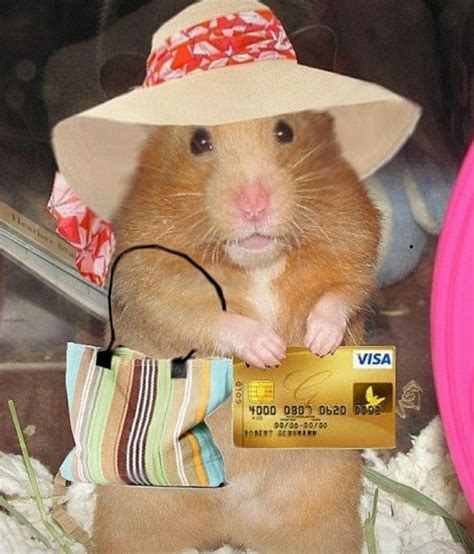 Funny Memes Profile Pics Funny Memes Hamster Pfp Tiktok Memes Cannot Be