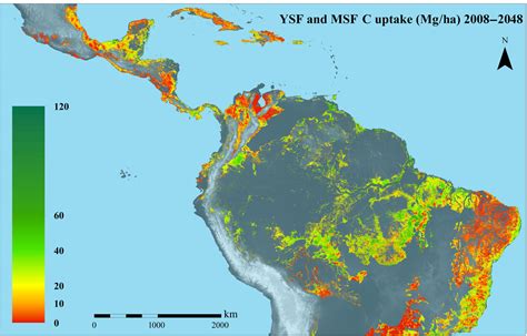 Carbon Capture Is Substantial In Secondary Tropical Forests