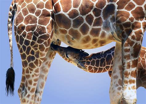 Africa A Reticulated Giraffe Mother And Nursing Calf © Michael
