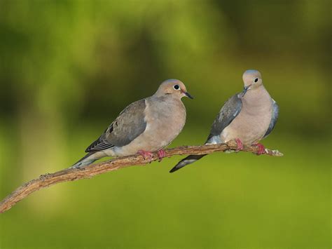 Pair Of Dove Photo Ghogi Wallpapers Kabootar Baazi In Pakistan