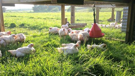 Why Choose Free Range Pasture Raised Chicken Farm2fork