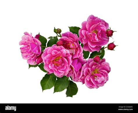 Dark To Light Pink Roses Hi Res Stock Photography And Images Alamy