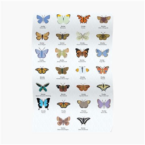 This poster features cartoon animals and i illustrated this poster for my alphabet printables section. "Butterfly Alphabet" Poster by babybigfoot | Redbubble