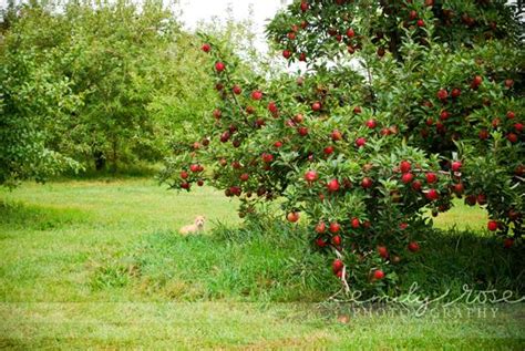 Free Download Apple Orchard Autumn Photo 35580383 500x332 For Your